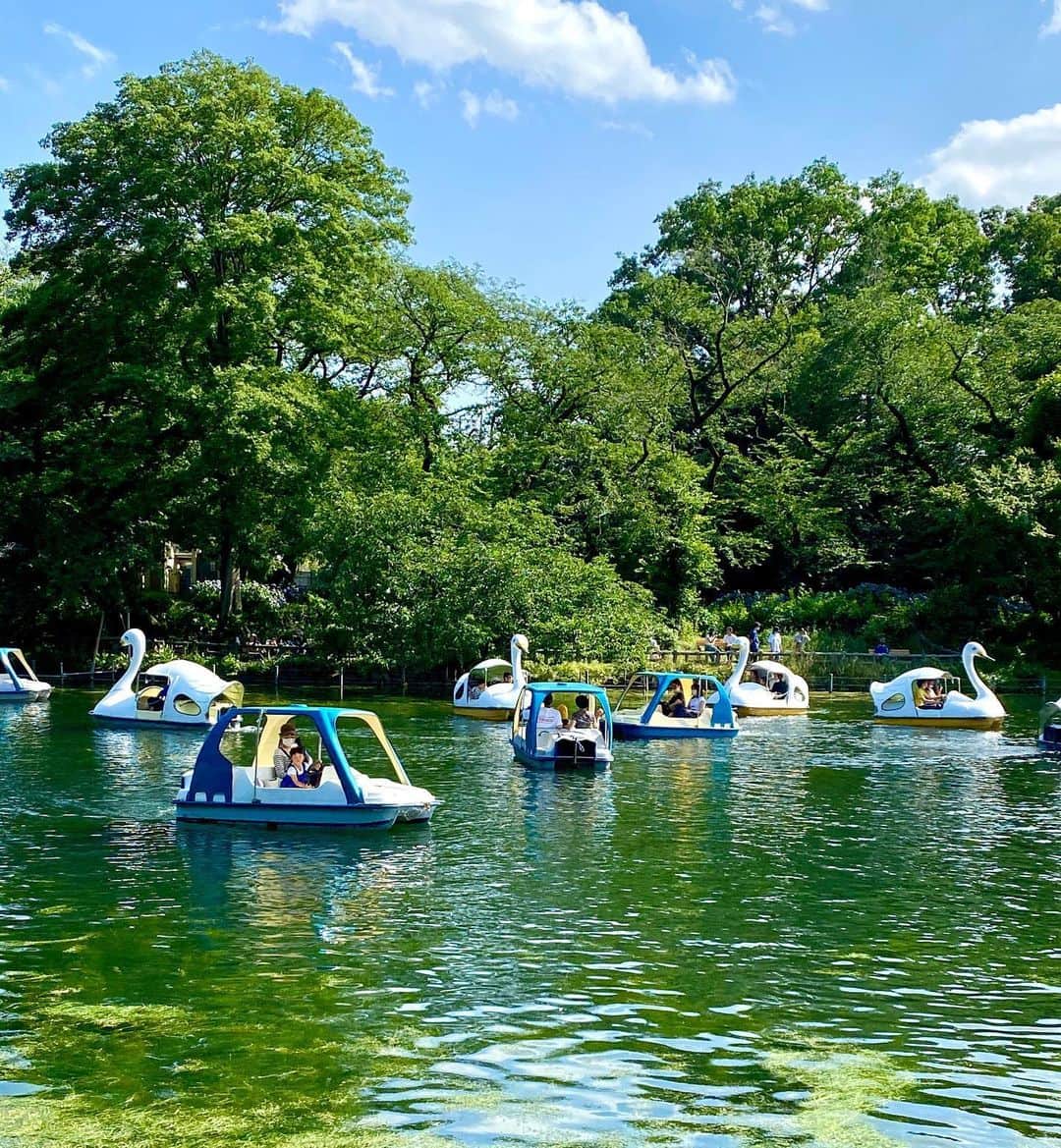 江口寿史のインスタグラム：「散歩。井之頭公園スワン多っ」