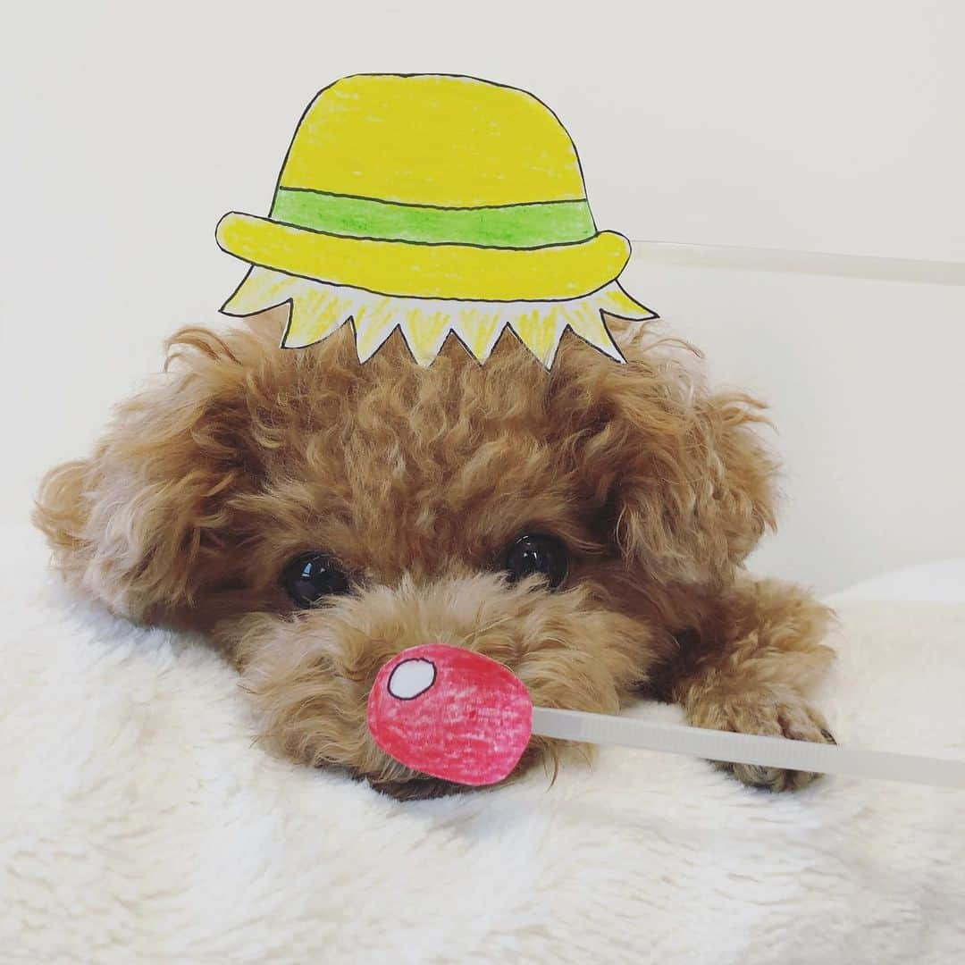 ふわさんのインスタグラム写真 - (ふわInstagram)「#toypoodle#toypoodlegram#dogsofinstagram#doglover#doglife#instadog#dog#fuwamama#ふわもこのふわ#ふわ#といぷーどる#トイプードル#ふわもこ部#犬バカ部#親バカ部#犬のいる暮らし#おうち時間#ずっと似てると思ってました#ゴン太#勝手にゴン太くん#できるかな」6月7日 15時51分 - huwayama