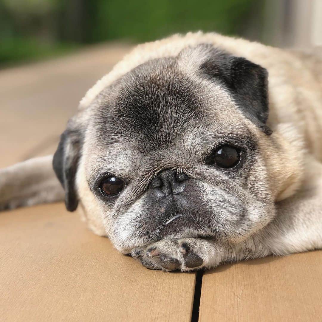 八兵衛のインスタグラム：「Hachibei🐶 * *  #ほぼ黒パグ #おじいちゃん犬 #pug #puggy #puglife #puglove #petstagram #pugstagram #pugsofinstagram #pugs #dog #ふわもこ部  @igersjp #IGersJP #east_dog_japan #pecoイヌ部 #八兵衛 #はちべえ #朝ワンコ夕ニャンコ」