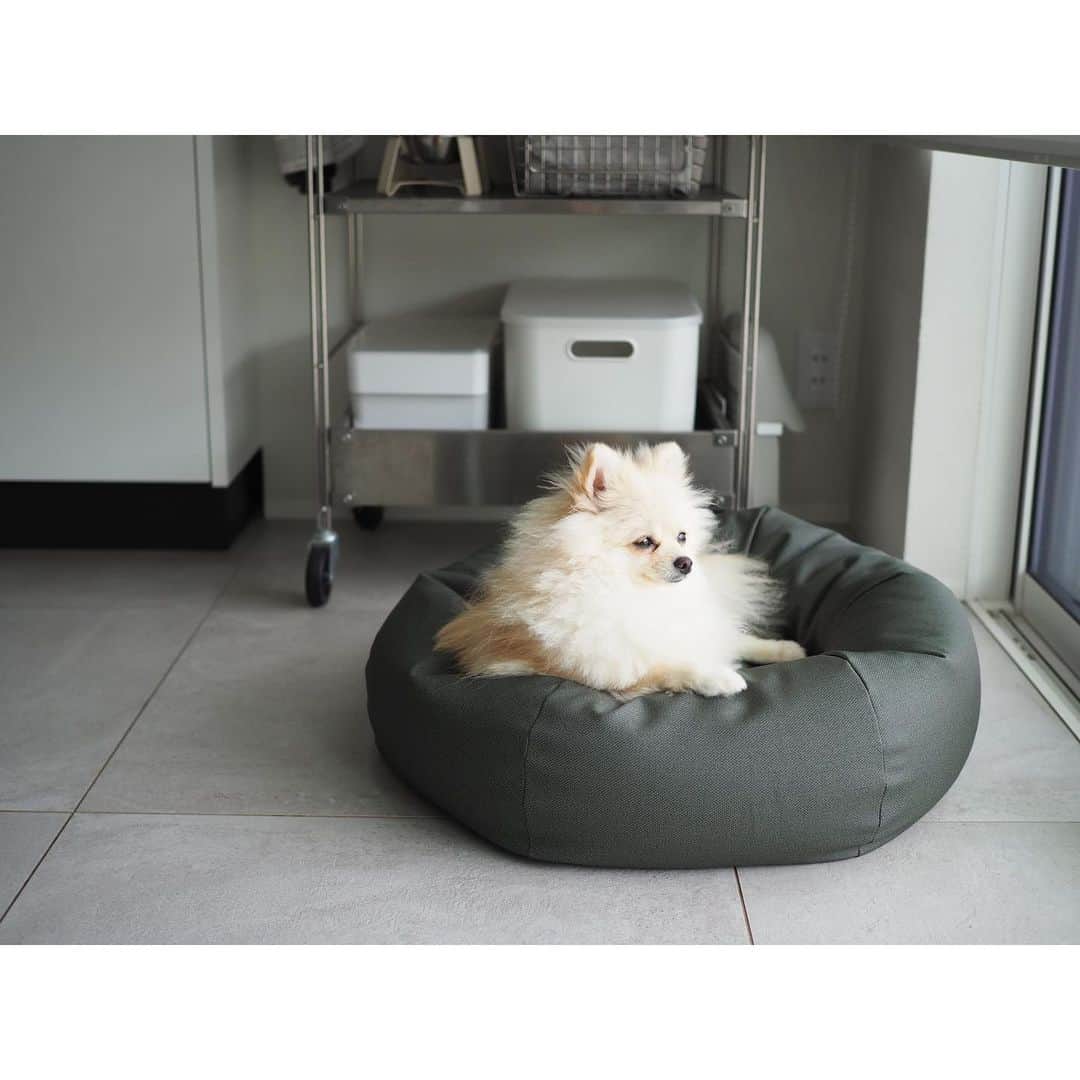 yuki のインスタグラム：「. おはようございます . 久しぶりのインスタグラムにちょっとドキドキ…笑 . . DMにお誕生日のメッセージをありがとうございました☺️✨ . . 昨日はわんこのお散歩中に . 『まま、今日誕生日！よんじゅっさい！』と次女が近所の人に言いまくってとっても恥ずかしかったです😂 . . 40さい。 . 憧れていた大人の女性とは 全然違っていたけれど。 . 下がってきた口角をすこーしあげて、 これからの日々も大切に過ごしていきたいと思います . . ポポロロも元気に成長してますー！ . ポポ2.6キロ、ロロ4.4キロと体格差がすごく出ました😂 . ケンカもしますが基本ずっと一緒にいる二人です🤭♡ . . #ポメラニアン　#ポポロロ　 #くらしの編集」