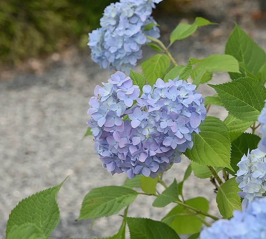 原田彩さんのインスタグラム写真 - (原田彩Instagram)「🦋🦋🦋 . 一昨年のハートの紫陽花‪‪❤︎‬ みかけたらちょびっと 幸せな気持ちになる☺️ . もうすぐ梅雨がやってくるね☂︎*̣̩⋆̩* . #紫陽花 #ハートの紫陽花 #梅雨 #梅雨空にあじさい #梅雨の花 #梅雨の楽しみ #雨も好き #梅雨の季節」6月7日 8時05分 - ancororiin