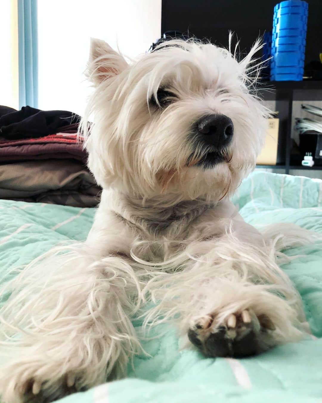 クラウディオ・リースさんのインスタグラム写真 - (クラウディオ・リースInstagram)「Mi pequeña compañera de Cuarentena!!! #Emi  @facuemiwestie #westie #westhighlandwhiteterrier #doglover @puntopetdelivery」6月7日 8時18分 - klaudioreies