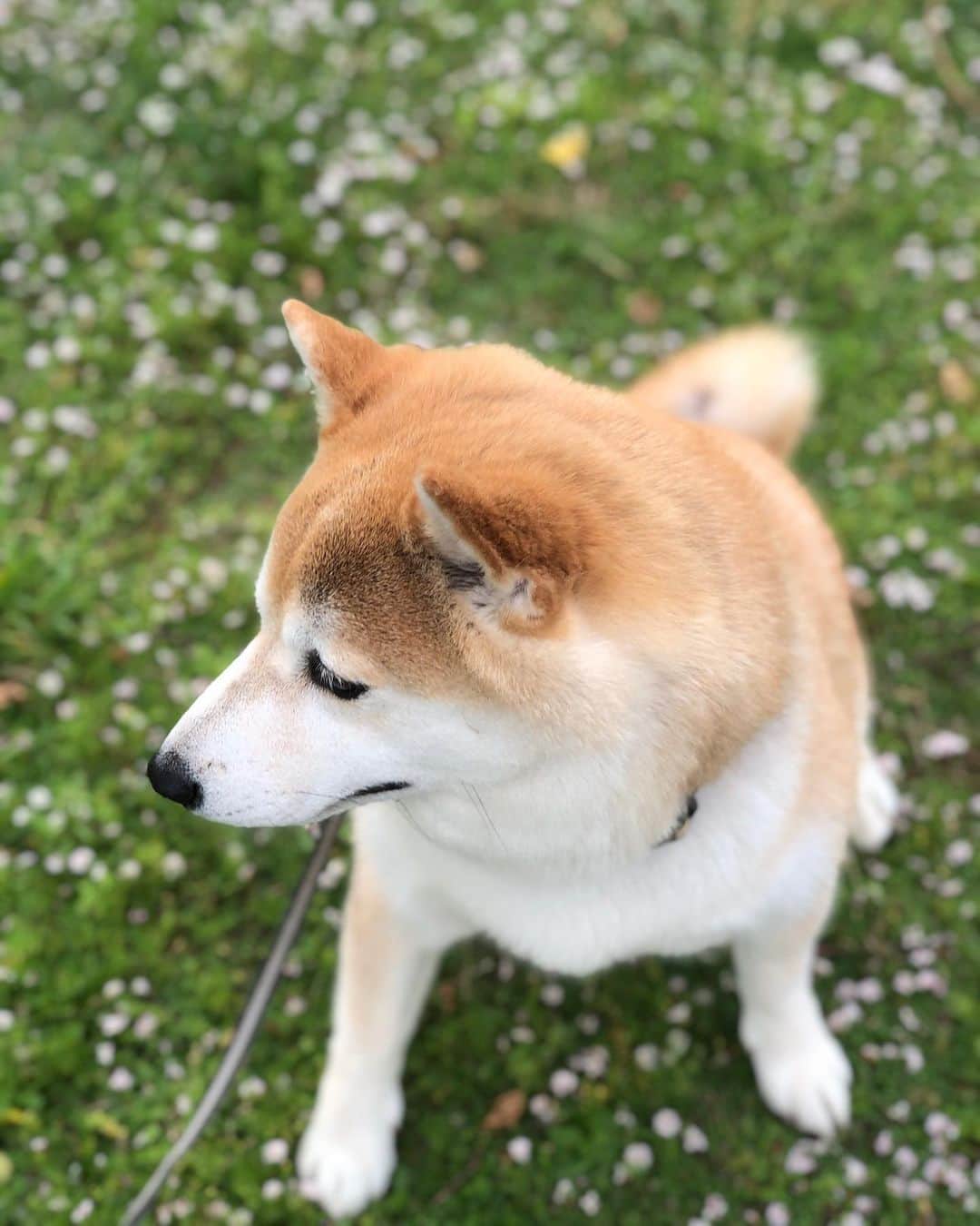 のインスタグラム：「🐾 おはようございます☀ 今朝は6時すぎに 散歩に行きました。  朝の散歩は 空気が気持ちいいでござる✨ … いい一日を✨ …………………………………………🖋 #徳島柴ちゃん会#マメスケざえもん#shiba#shibastagram #豆柴#shibainu #dog#日本#9gag @9gag @dog #柴犬がいる暮らし #shiba_snap#🐕📷 #狗  #松井証券　#proudshibas #りんりん部#柴犬#시바견#一只狗#animalland #西巴犬 #サンデイ #anicas #徳島 #いぬすたぐらむ  #柴犬大好き」