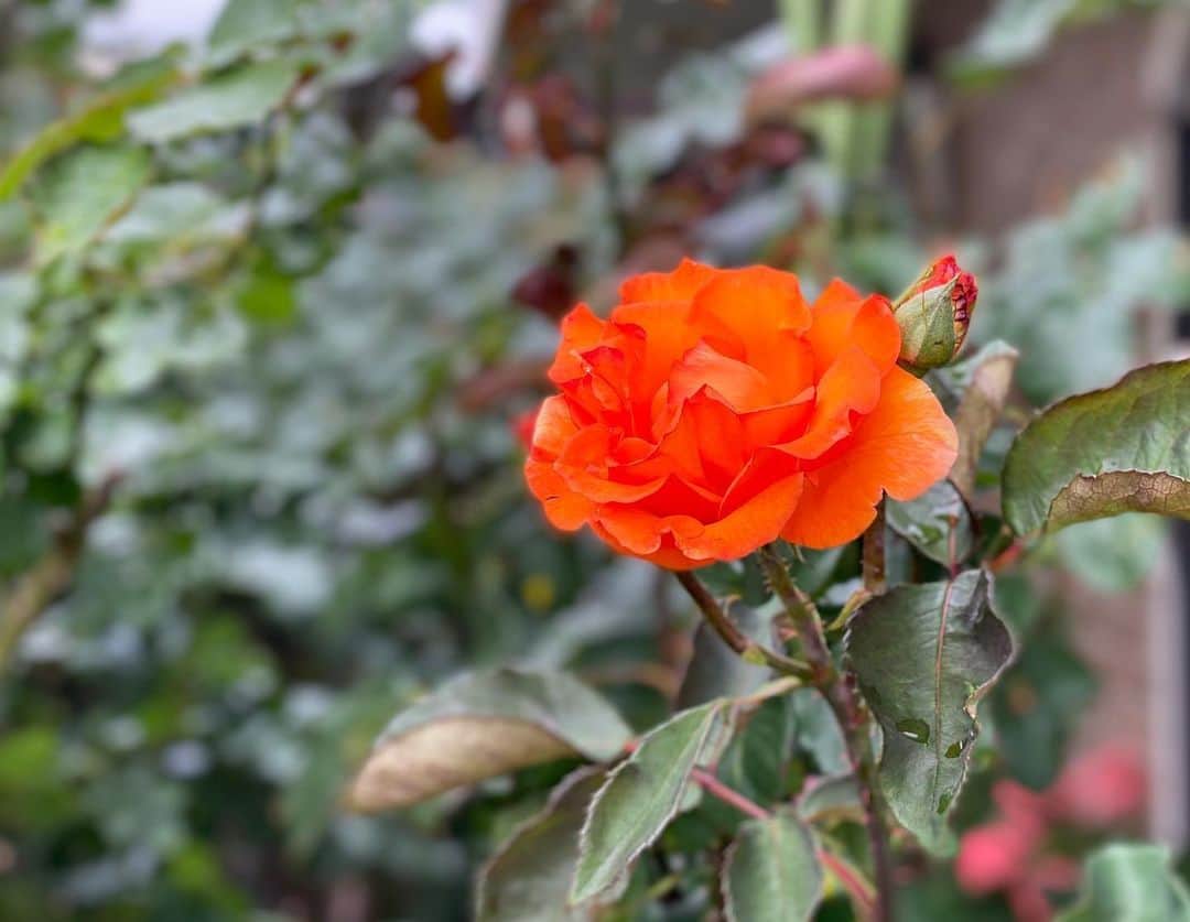 のインスタグラム：「#バラ日記 #roses 39日目 今日は昼前後で天気良くなりそうなので その頃また。  チアガール  #roses🌹 #rosestagram #rose」