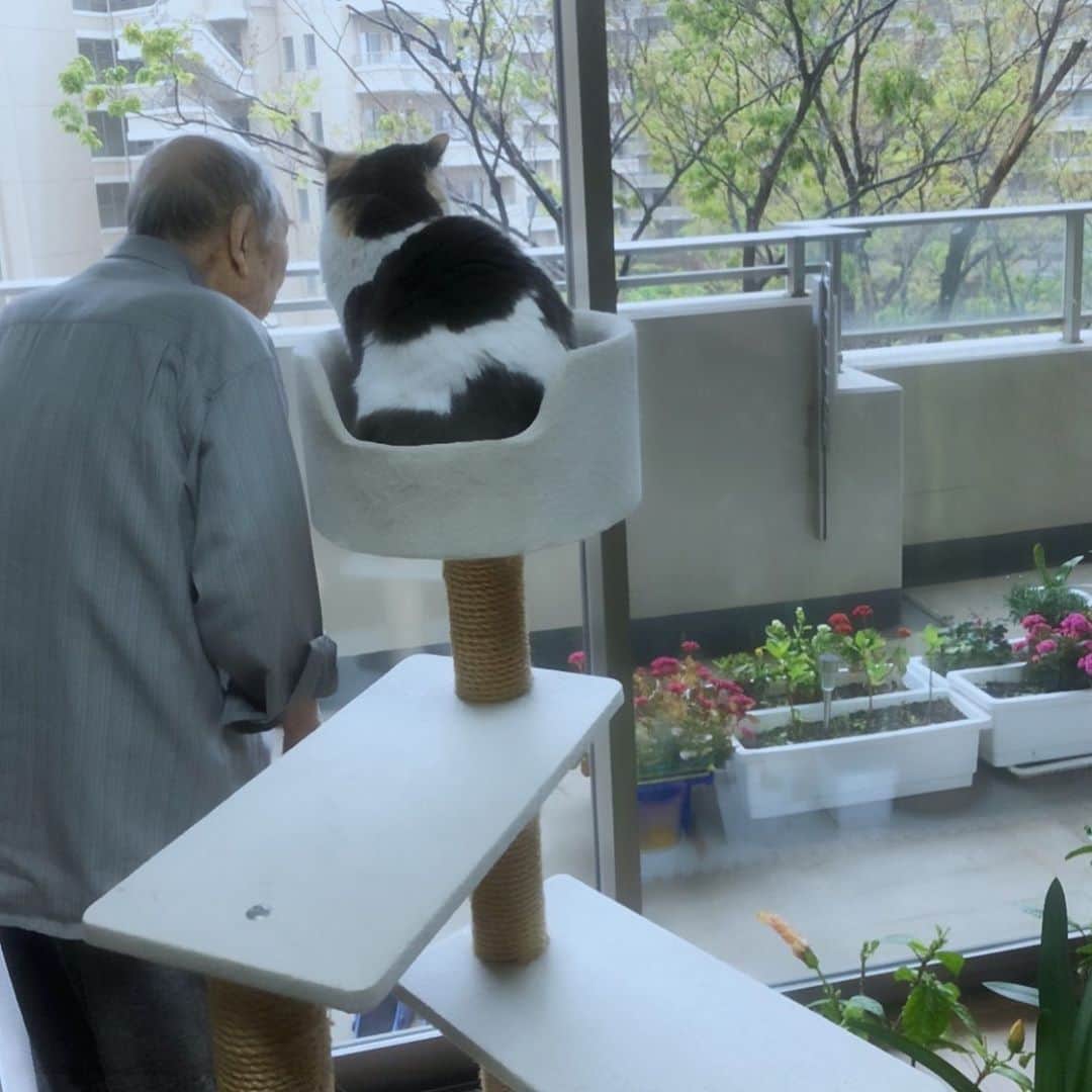 杏子さんのインスタグラム写真 - (杏子Instagram)「#CoCo 『#老人 と #猫』  #ホッコリ  猫は、あまり #構わない 方が良いのかなぁ😁  #スコティッシュフォールド  #立ち耳スコ #猫」6月7日 8時29分 - kyoko_anzu