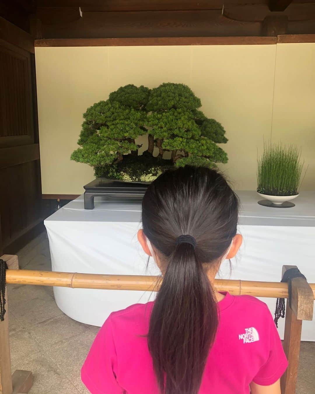 市川海老蔵 （11代目）さんのインスタグラム写真 - (市川海老蔵 （11代目）Instagram)「Looking at the “bonsai” potted plants which I came across yesterday, Kangen said: “Please buy it -😆” * Ugh...😳 * Coincidentally, the gentleman in charge was there today (was not yesterday when Kangen wasn’t with me) * So I sort of asked, “Is it expensive-?” . . Then came a reply of, “About 100000000 I guess-“ . . . What? A hundred million yen!? Not in other currencies but YEN? One hundred million YEN!?😳😳😳💦 . . Well, that’s it for today then❗️🎶 * 昨日私が見た盆栽を見て 勸玄が一言。 買ってぇ〜😆 う、😳 たまたま 担当のおじさまがいて【昨日はいなかった】 なんとなく  高いんですかねー？ と聞いたら、  100000000位かなーと、 。。。 え？ 一億円！？ 一億ペソとかでなくて リラでなく？ 1億円！？ 😳😳😳💦 チャンちゃん🎶  #市川海老蔵 #海老蔵 #成田屋 #歌舞伎 #ABKAI #ABMORI #ebizoichikawa #ebizo #kabuki #thunderparty #theater #theaterarts #actor #japan #classic」6月7日 8時37分 - ebizoichikawa.ebizoichikawa
