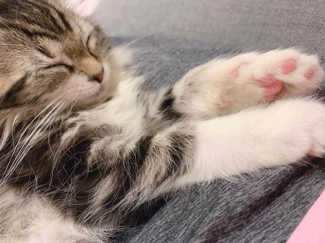 内木志のインスタグラム：「いつも変な角度になっちゃう😾💤🍼笑 でも可愛くてついついそのままにしちゃうけど、2回目しそうなときは寝やすい角度にずらしてあげます😹🐾 耳が動くのもかわいい💕 #今日のショパン #2ヶ月 #ノルウェージャン#🇳🇴 #ねこすたぐらむ  #ノルウェージャンフォレストキャット  #猫 #仔猫 #ペット #ねこのいる生活 #ねこのいる暮らし #寝顔 #凄い寝方 #凄い体勢で寝るシリーズ」