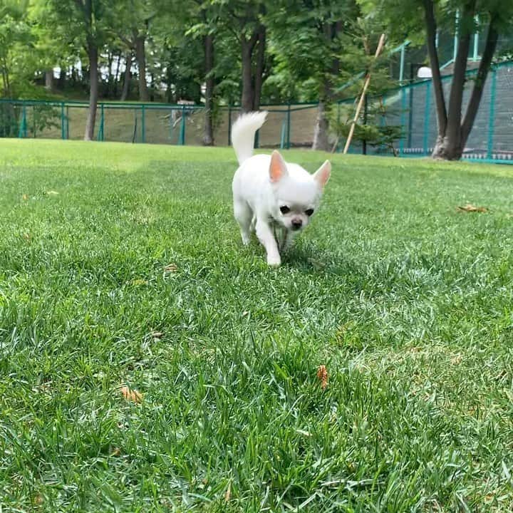 KORIKIのインスタグラム：「おはようございます♪ * #dogofsapporo #dog, #dogs, #dogstagram,#chihuahua,#犬バカ部,#チワワ,#koriki, #hanadog #白スムチ連合会, #スムチー,  #dogofthedayjp, #dogoftheday  #ilovemydog #instadog #instapet #WhiteChihuahua  #吉娃娃 #치와와  #dogsofinstagram #Chihuahualover  #ชิวาวา #チワワの輪 #barkbox #WhiteChihuahuaParty #もふもふモフモフ」
