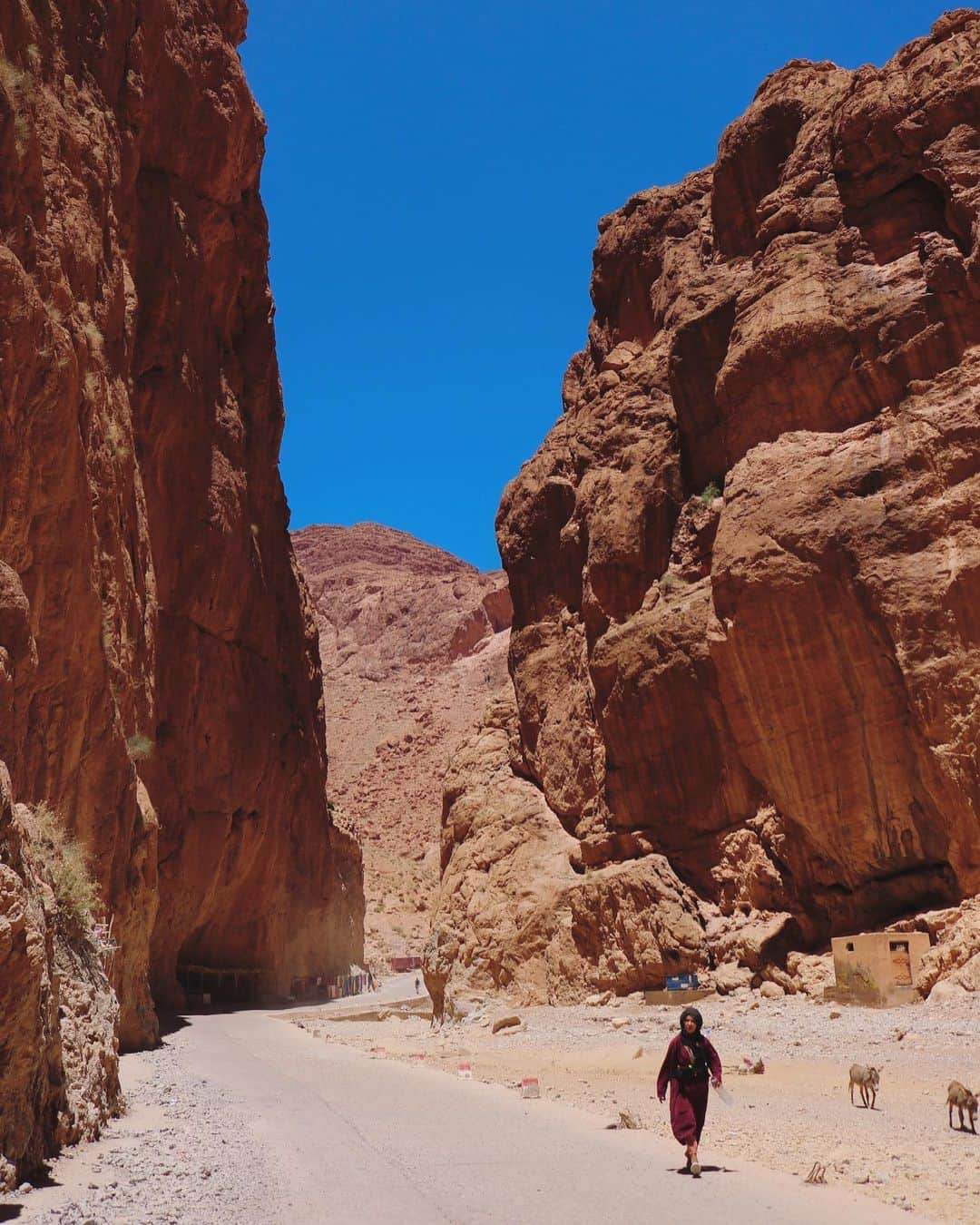 藤崎奈々子さんのインスタグラム写真 - (藤崎奈々子Instagram)「マラケシュから朝早く出発して 砂漠へ🚗 とにかく遠い、約12時間車をぶっ飛ばしてやっと着く砂漠🏜 なので、途中は少し寄り道したり一泊したりしながら向かいます。 ・ 途中ランチのため寄ったこの渓谷は写真では伝わらないほどダイナミックな景色 感動、感動、でした。 ・ 2枚目は途中で一泊したフランス人のご夫婦が経営している宿。 お部屋も可愛くて、朝ごはんも気持ちの良いテラスでニャンコに囲まれながら食べられる素敵なプチホテルでした。 ・  #モロッコ#アフリカ#マラケシュ#カメラ女子#写真#カメラ#旅#海外旅行#旅好き女子#リヤド# 長旅#morcco#trip」6月7日 9時15分 - nanakofujisaki
