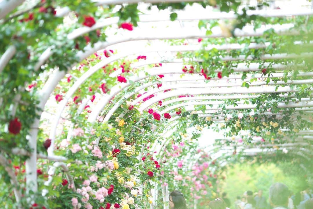 kiccyomuのインスタグラム：「☁️ 2020.06.07 Sun 昨年のストックから… #谷津バラ園 まだこちらは休園のようです… この #薔薇 🌹のアーチを見たかったです😊 #心に花を #はなまっぷ #心に残る花風景  今日も元気に🤗 * location #千葉 📷撮影 2019年05月」
