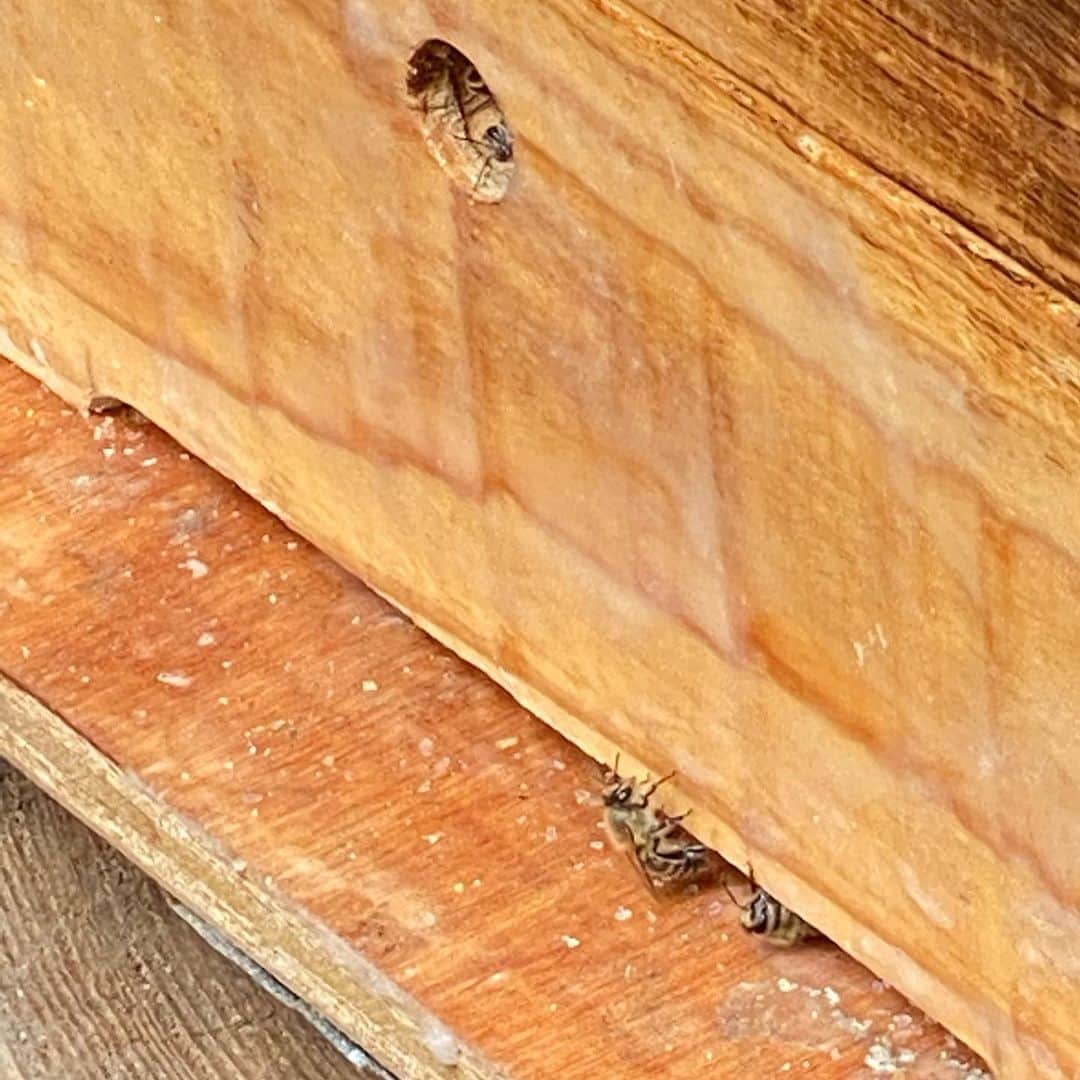 岡田美里さんのインスタグラム写真 - (岡田美里Instagram)「今日も働く蜂たち🐝🐝🐝 出て行くときは、あおむけで 帰ってくると両翼に花粉をいっぱいつけて… そろそろ中を覗いて巣の掃除をしないといけません。 養蜂服はブルーの迷彩に決めました#笑 #そのうちにね #披露します #養蜂 #蜂」6月7日 9時53分 - millieokada