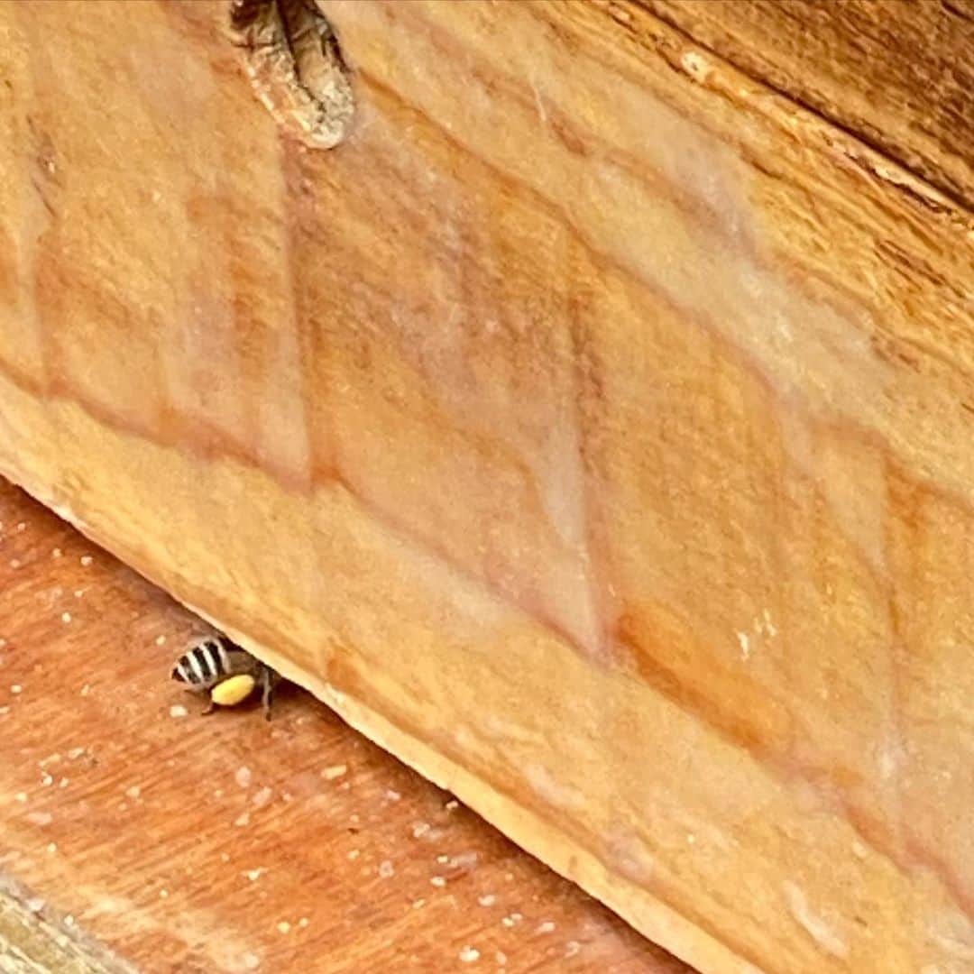 岡田美里さんのインスタグラム写真 - (岡田美里Instagram)「今日も働く蜂たち🐝🐝🐝 出て行くときは、あおむけで 帰ってくると両翼に花粉をいっぱいつけて… そろそろ中を覗いて巣の掃除をしないといけません。 養蜂服はブルーの迷彩に決めました#笑 #そのうちにね #披露します #養蜂 #蜂」6月7日 9時53分 - millieokada