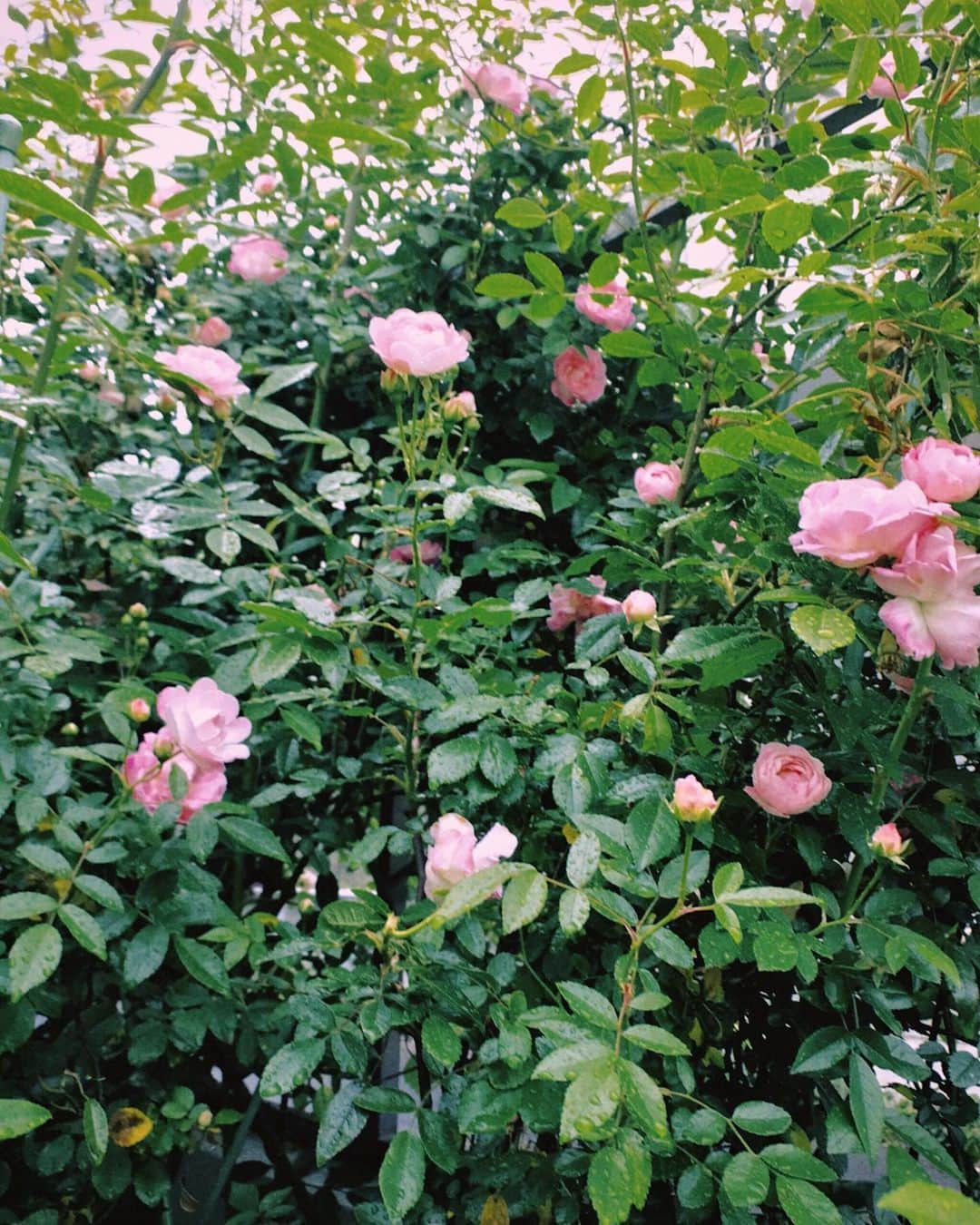 恒松祐里さんのインスタグラム写真 - (恒松祐里Instagram)「🌿 This rose raised by grandpa.」6月7日 9時59分 - yuri_tune