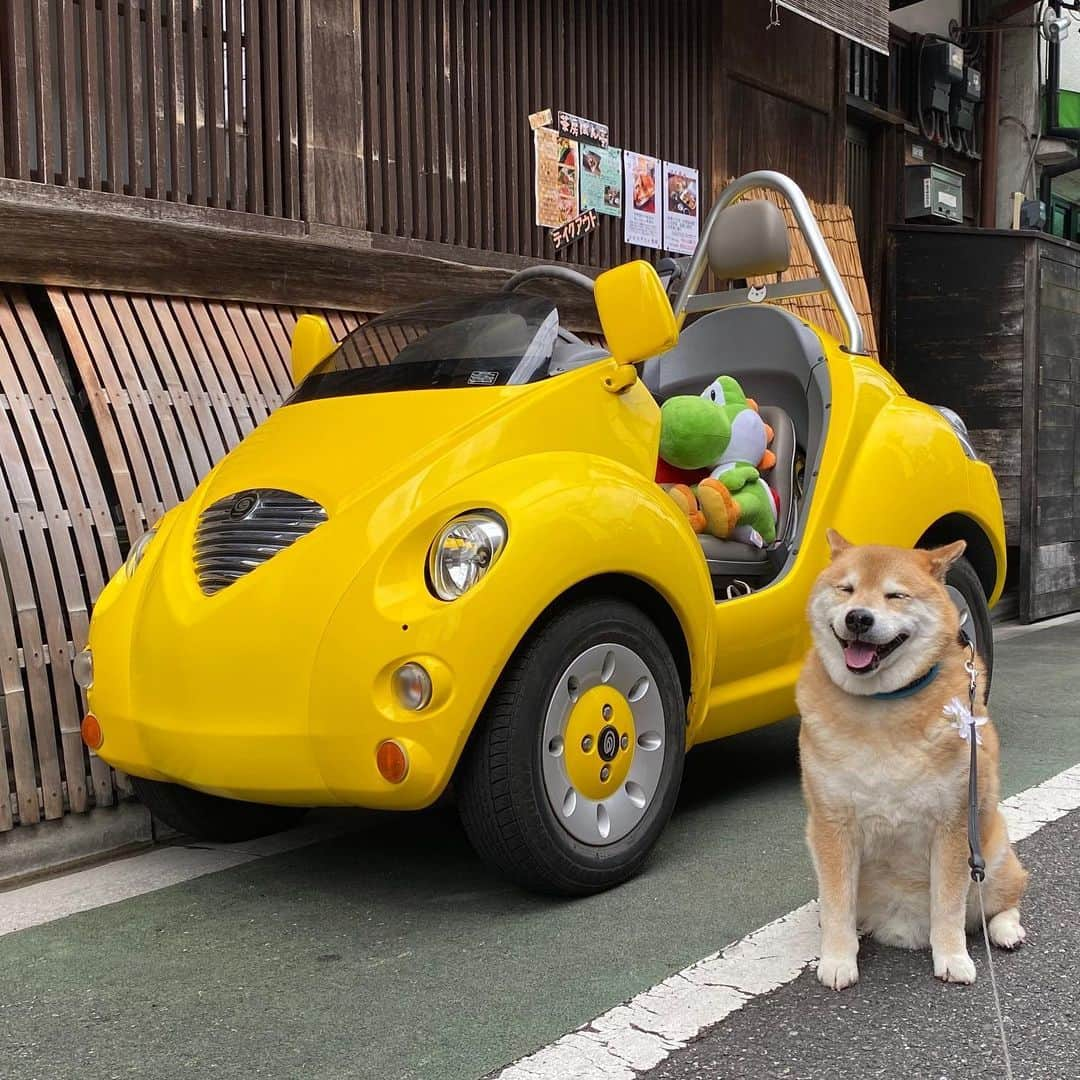 まる（まるたろう）さんのインスタグラム写真 - (まる（まるたろう）Instagram)「It’s really cool!✨😍🐶✨パパ！この黄色いの超カッケー！ #まるも乗りたい😍 #まるは免許ないでしょって言うけどさ #ヨッシーだって持ってないはず #だから大丈夫 #買って🥺」6月7日 10時00分 - marutaro