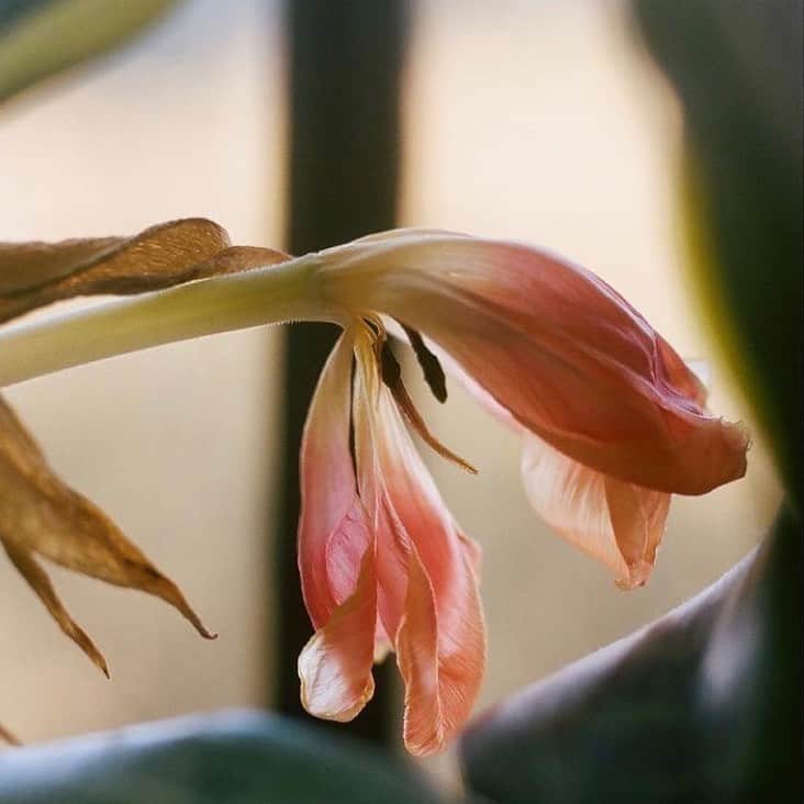 大塚良子のインスタグラム：「#flowers  @ryoko_hanne」