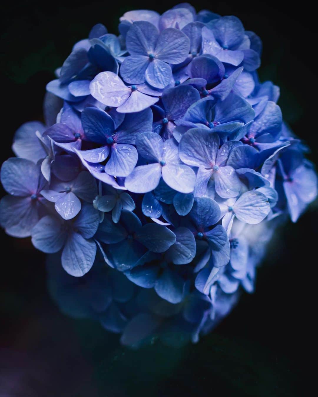 国分真央さんのインスタグラム写真 - (国分真央Instagram)「.﻿ やっぱり私の中で﻿紫陽花は 決して爽やかな感じではなく﻿ ﻿ 暗い影でひっそりと水を含み﻿ 誰かを待っている様な静謐さと﻿ ﻿ 鬱蒼とした中で映える心臓のような花﻿ ﻿ ﻿」6月7日 10時48分 - mao_kokubu