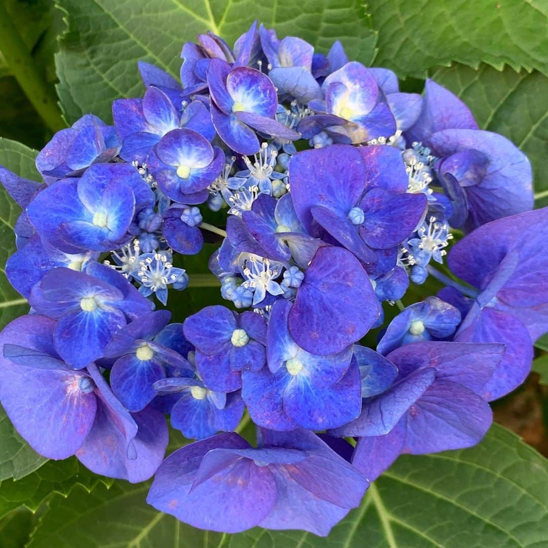 相川七瀬さんのインスタグラム写真 - (相川七瀬Instagram)「紫陽花が綺麗。 まもなく夏がくるのね😊🌈 #もうすく夏」6月7日 10時54分 - nanasecat