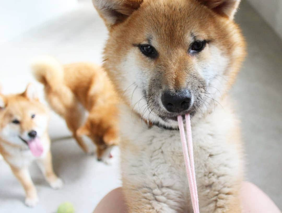 柴犬たま Shibainu Tamaのインスタグラム