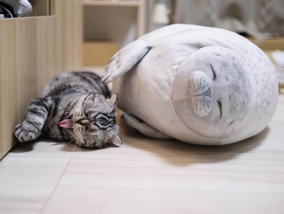 Shishi-maruのインスタグラム：「🐱Friends 🐱友 ーーーーーーーーーーーーー 🌺「渋ネコ ししまるさん」ねこのきもちWEB MAGAZINE にて毎週金曜日エッセイの連載中 ーーーーーーーーーーー 📕「ぷっちねこ。」「3匹のちいさな猫を召喚できたなら」「ちいさな猫を召喚できたなら」徳間書店より単行本発売中 ーーーーーーーーーーー ⭐︎ねこ漫画→@tacos_cat 🌺Twitter →@taco_emonemon ーーーーーーーーーーー」