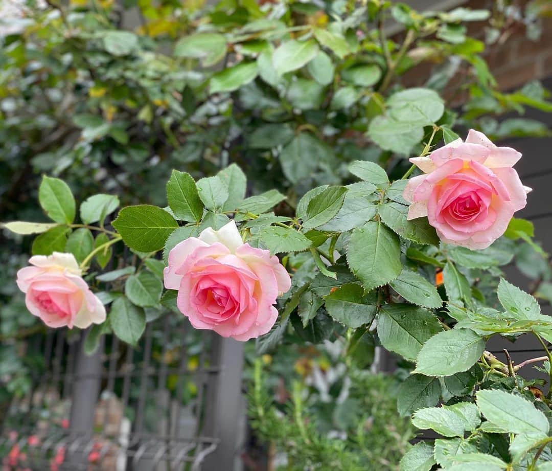 のインスタグラム：「‪#バラ日記 #roses‬ ‪39日目‬  ピエールドロンサール‬  アルティシモ  チアガール  フランソワーズゴジャール  イングリッドバーグマン  ラプソディインブルー  シャルルドゴール  パローレ  ジャンヌダルク  昨日の強風でバレリーナと芽衣が折れた 自然に逆らうほどに蕾や花をつけたんだなと、、 ‪#roses🌹 #rosestagram #rose‬」