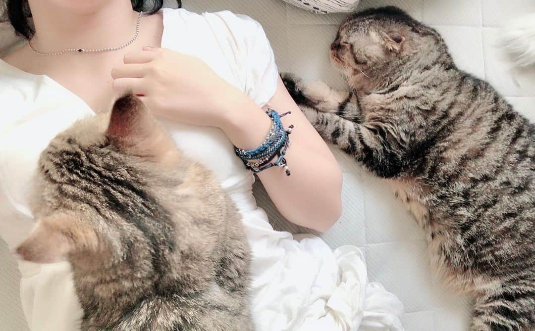 矢部あやのインスタグラム：「毎日だらだら幸せ…♡ ・ #今日のやべさんちのねこ #ねこがいる生活」