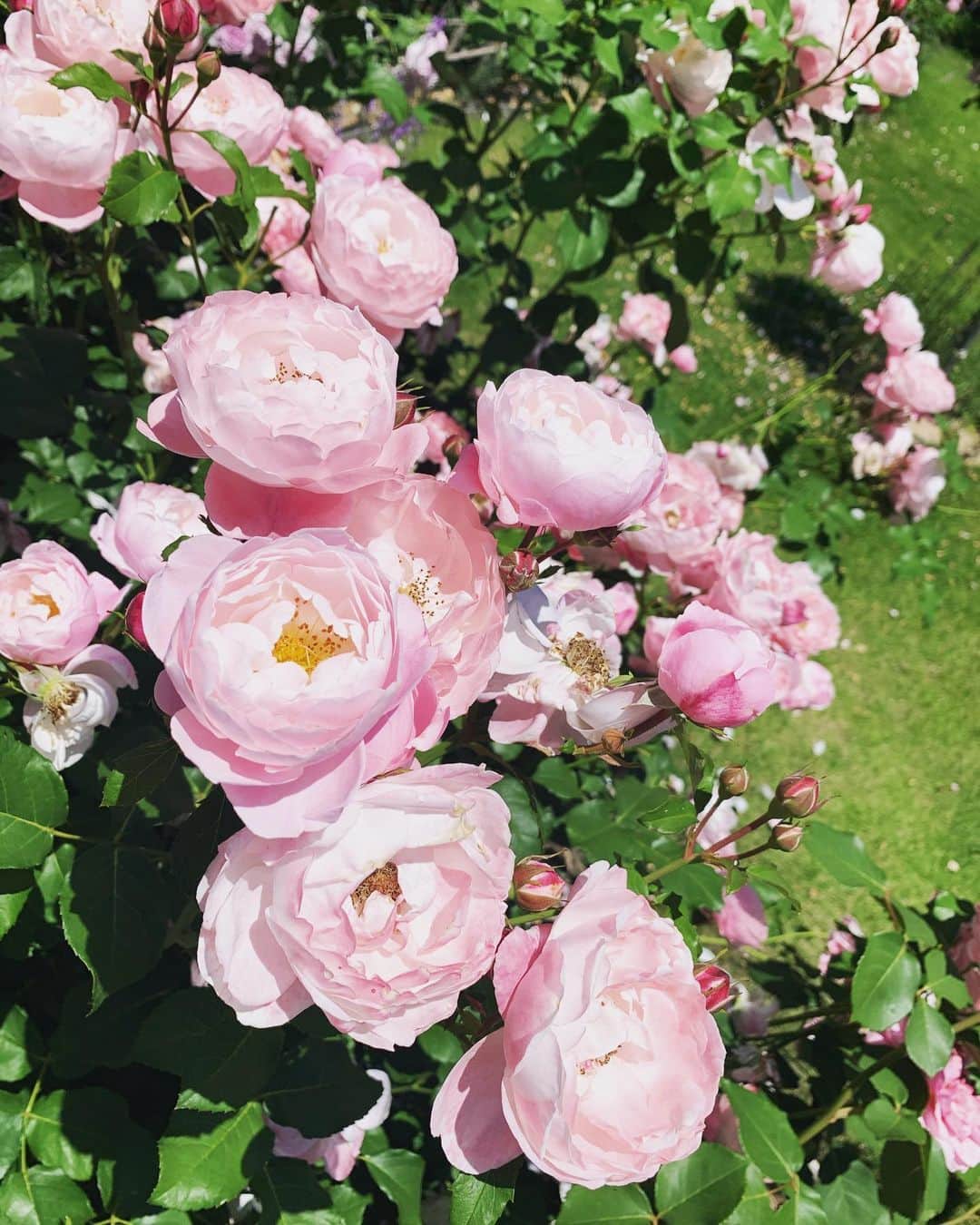 北村響さんのインスタグラム写真 - (北村響Instagram)「#バラ #お花#綺麗やった」6月7日 12時42分 - k.bikistagram