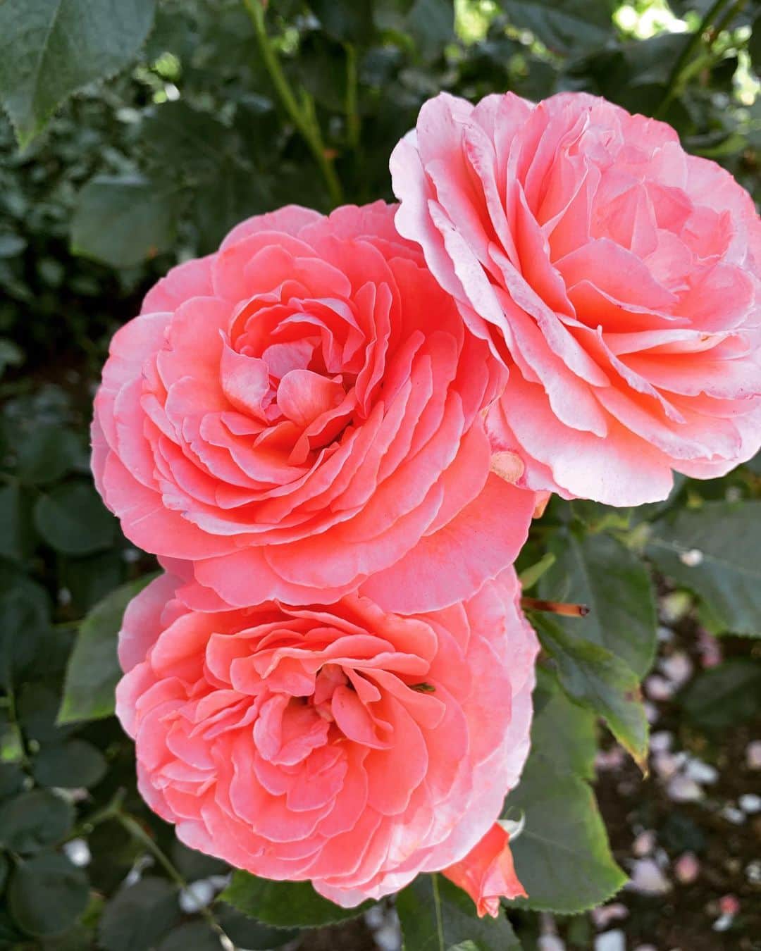 北村響さんのインスタグラム写真 - (北村響Instagram)「#バラ #お花#綺麗やった」6月7日 12時42分 - k.bikistagram