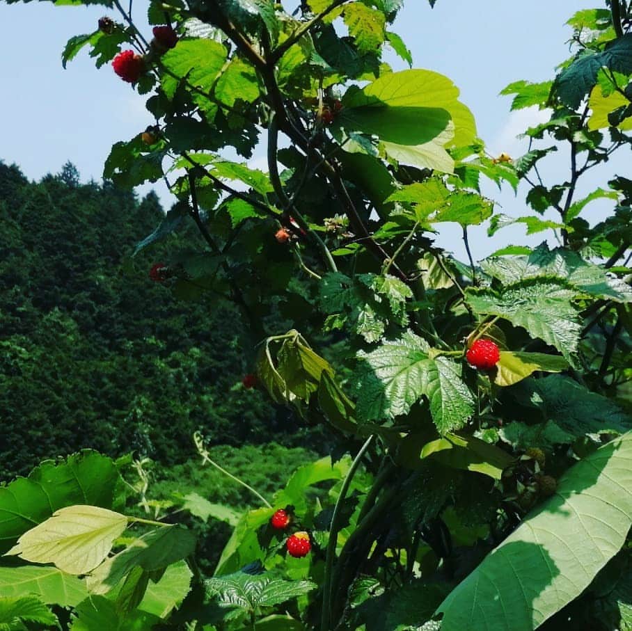 出口博幸さんのインスタグラム写真 - (出口博幸Instagram)「木苺　雑草のごとく生えまくりです。 #木苺」6月7日 12時52分 - deguchi_hiroyuki