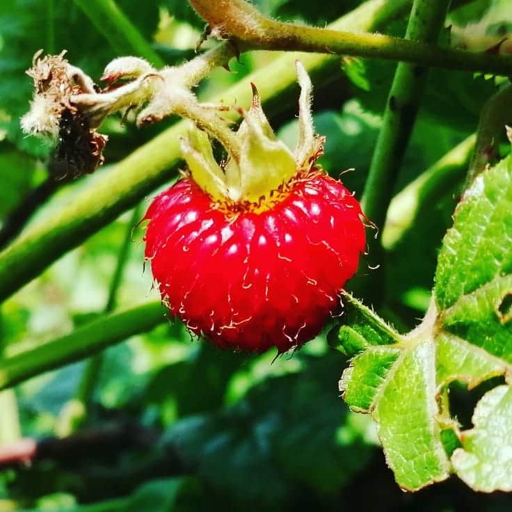出口博幸さんのインスタグラム写真 - (出口博幸Instagram)「木苺　雑草のごとく生えまくりです。 #木苺」6月7日 12時52分 - deguchi_hiroyuki