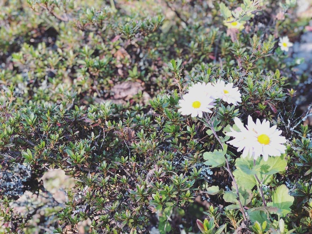 立花サキさんのインスタグラム写真 - (立花サキInstagram)「こんにちは。﻿ ﻿ 今日、6月7日(日)﻿ ﻿ 予定では浅草九劇で﻿ 舞台『ANJIN A NAVIGATOR OF FRIENDSHIP』の千秋楽でした。  緊急事態宣言は解除されたものの﻿ また舞台に立てる日はいつになるのか﻿ 分からない状況ではあります。﻿ ですが、いつでも再開できる準備を﻿ していかなくてはいけないな〜っと﻿ 感じてます。﻿ ﻿ 早くまた舞台に立ちたい☺️﻿ ﻿ ﻿ しっかり準備して﻿ レベルアップした私を﻿ お届けできるように頑張りますね💪﻿ ﻿ レベルアップ………笑﻿ (相変わらず語彙力で﻿ ごめんなさい😂)﻿ #舞台 #時代劇 #三浦按針 #浅草九劇」6月7日 13時03分 - tachibanasakichaso