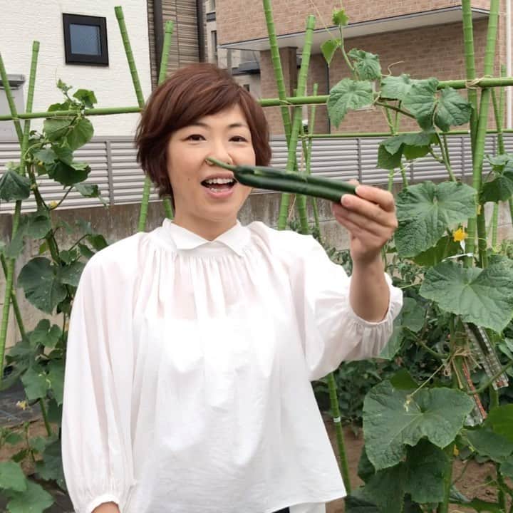 小谷あゆみのインスタグラム：「‪なんの変哲もないきゅうりでございます ‪収穫に行ってきました‬ ‪#玉堤体験農園　‬ ‪#JA世田谷目黒‬ #‪畑のちから菜園部長‬ ‪#せたがや体験農園‬ ‪#たがやせせたがや #体験農園 #家庭菜園 #都市農業 #都市農地 #市民農園 #区民農園」