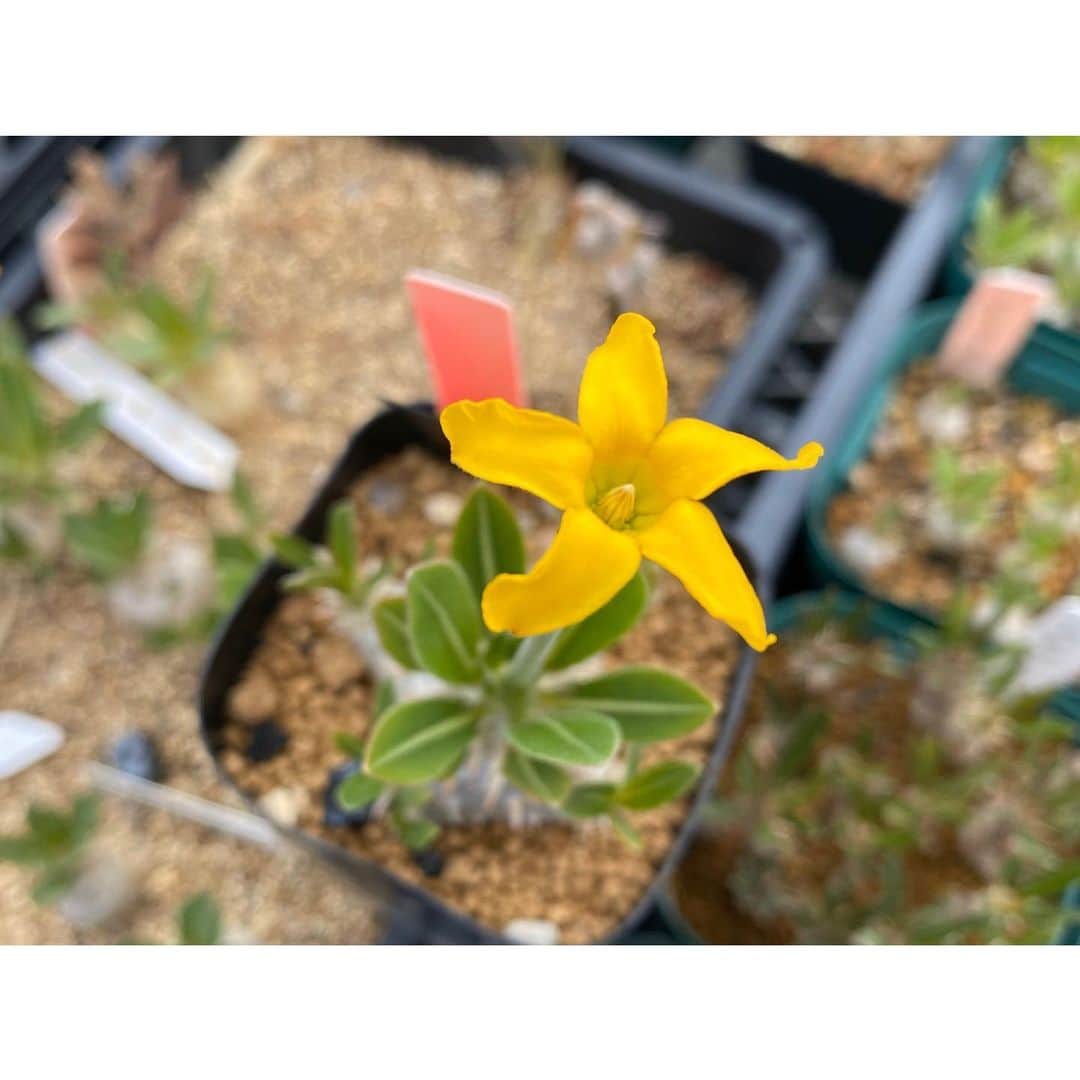 Syota Kitamoriのインスタグラム