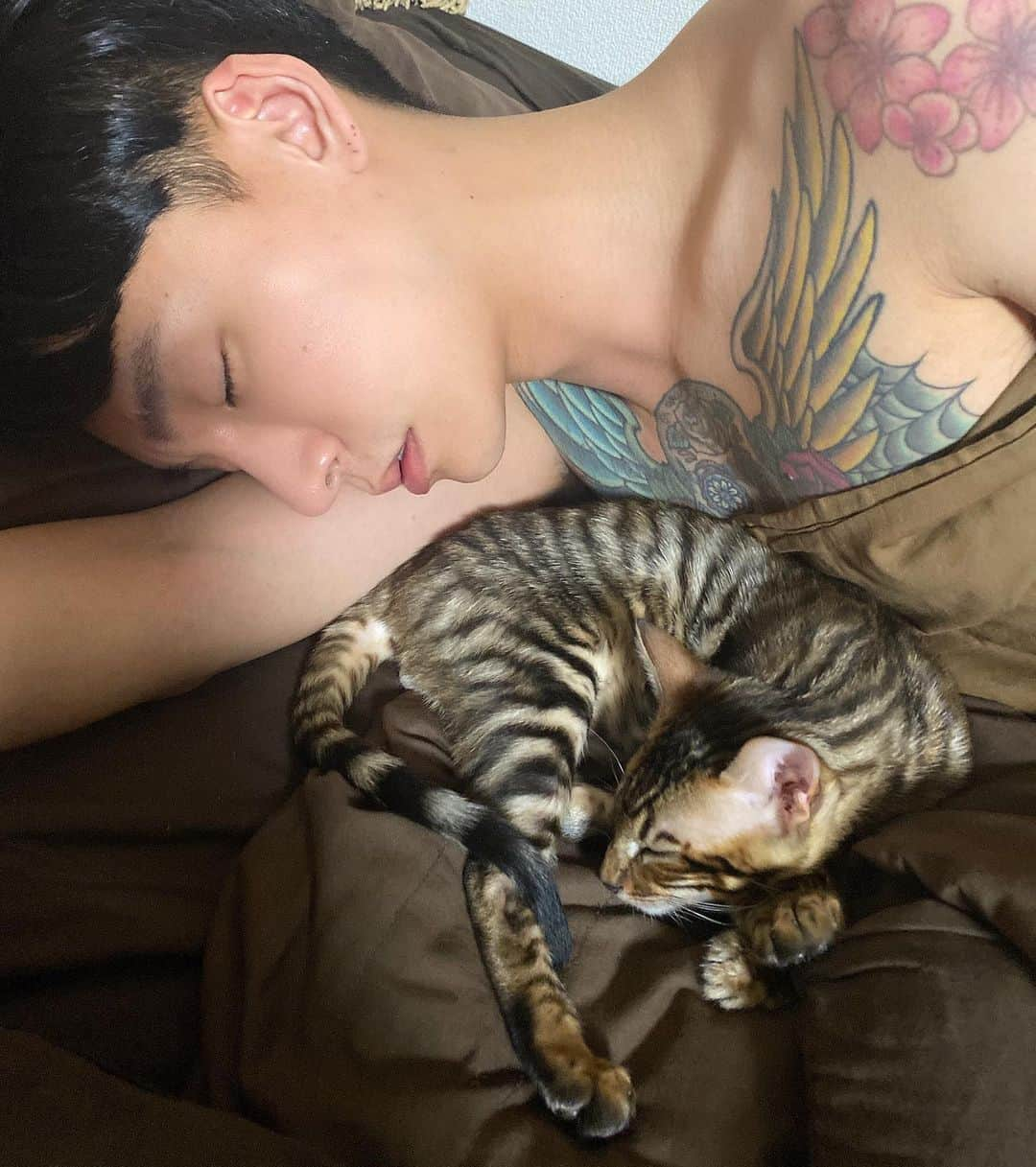 タイキさんのインスタグラム写真 - (タイキInstagram)「家族ができました 🐱💕 名前はティガです✨　 ティガを迎えるまでに、何度も何度もノアと話し合いしました。 自分たち親としての責任、教育方針だったり、またどんな子を迎えるのか。などなど。意見がぶつかり、言い合いになることもありました😅 迎える前の日は、二人とも緊張しまくりで寝れなくて寝れなくて、、、。自分たちの空間に子どもがいるって考えると凄いソワソワしちゃってね。　とても安易な気持ちでは動物は飼えなくて。ペットも大切な家族だから。 ただ、もし、人間の子どもだったら、、、どんな感じなんだろう。と置き換えて考えちゃったりもしてね。 きっと同じような気持ちなんだけど、責任感は更に強いものになるんだろうなーとか思ったり。 まだ、親になってからの日は二人とも浅いけど、育てるということや、親としての意識、凄い変わったように感じます。　 ちなみにティガは男の子で、トイガーという種類のネコちゃんです。ティガ自身はとても甘えん坊で人懐っこくて、ちょっとワンちゃんみたいな性格かも。笑　子どもの時期はあっという間に過ぎちゃうからね。たくさんたくさん写真を撮ろうと思います☺️ どうぞ皆さんティガもよろしくお願いします✨　愛情いっぱいに育てます❣️僕も父として更に頑張らなきゃ‼️」6月7日 13時56分 - taiki_jp