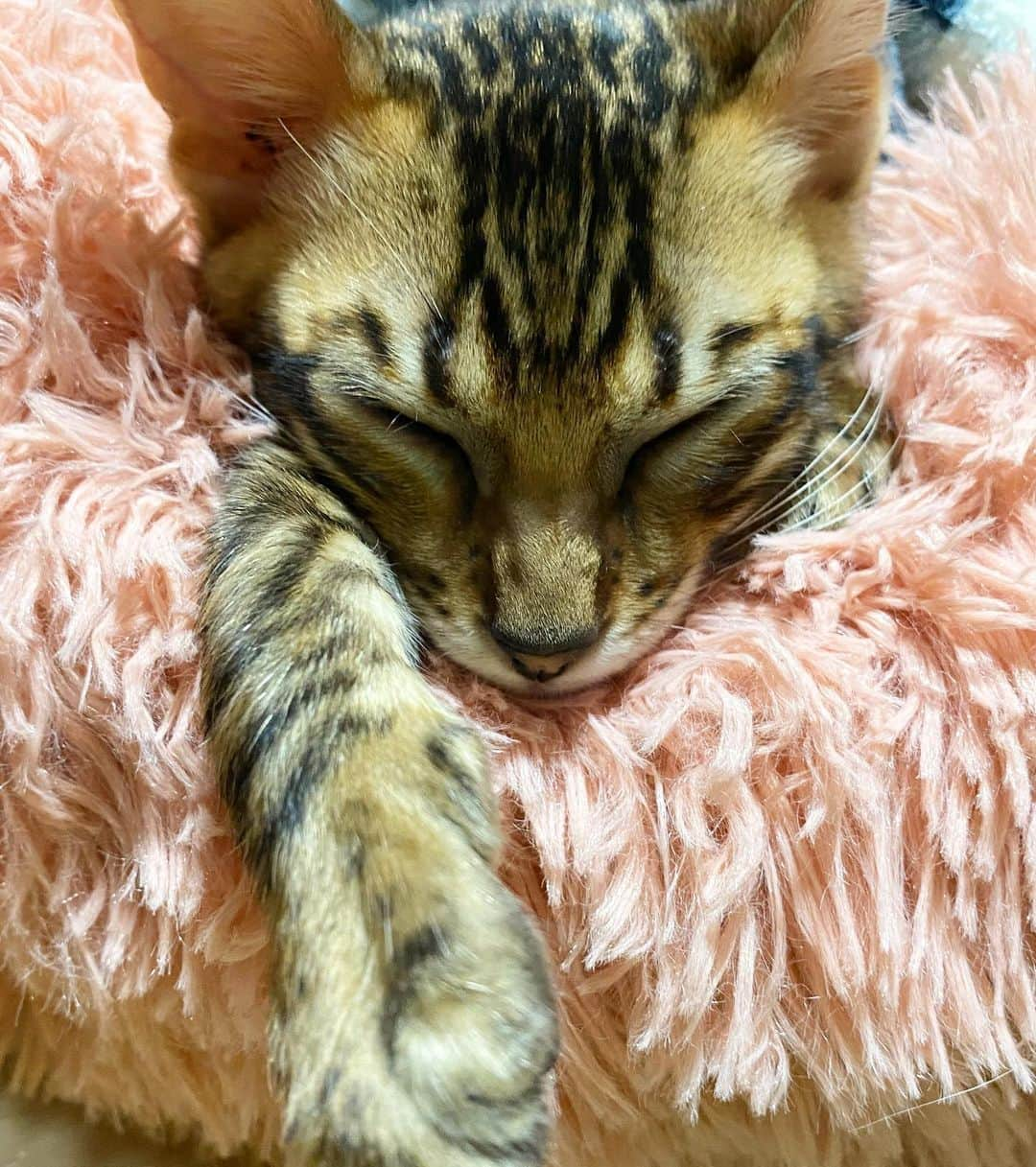 タイキさんのインスタグラム写真 - (タイキInstagram)「家族ができました 🐱💕 名前はティガです✨　 ティガを迎えるまでに、何度も何度もノアと話し合いしました。 自分たち親としての責任、教育方針だったり、またどんな子を迎えるのか。などなど。意見がぶつかり、言い合いになることもありました😅 迎える前の日は、二人とも緊張しまくりで寝れなくて寝れなくて、、、。自分たちの空間に子どもがいるって考えると凄いソワソワしちゃってね。　とても安易な気持ちでは動物は飼えなくて。ペットも大切な家族だから。 ただ、もし、人間の子どもだったら、、、どんな感じなんだろう。と置き換えて考えちゃったりもしてね。 きっと同じような気持ちなんだけど、責任感は更に強いものになるんだろうなーとか思ったり。 まだ、親になってからの日は二人とも浅いけど、育てるということや、親としての意識、凄い変わったように感じます。　 ちなみにティガは男の子で、トイガーという種類のネコちゃんです。ティガ自身はとても甘えん坊で人懐っこくて、ちょっとワンちゃんみたいな性格かも。笑　子どもの時期はあっという間に過ぎちゃうからね。たくさんたくさん写真を撮ろうと思います☺️ どうぞ皆さんティガもよろしくお願いします✨　愛情いっぱいに育てます❣️僕も父として更に頑張らなきゃ‼️」6月7日 13時56分 - taiki_jp