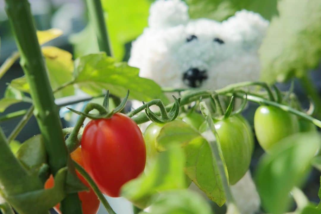 合田経郎のインスタグラム：「夏ちかし！ #あおしろう」
