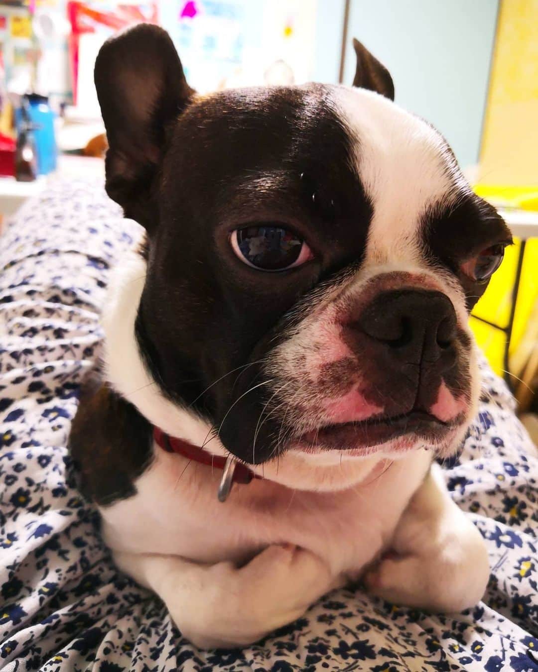 大塚咲さんのインスタグラム写真 - (大塚咲Instagram)「犬が腕しまってるポーズ不思議よね。  #ボストンテリア」6月8日 1時13分 - otsukasaki_