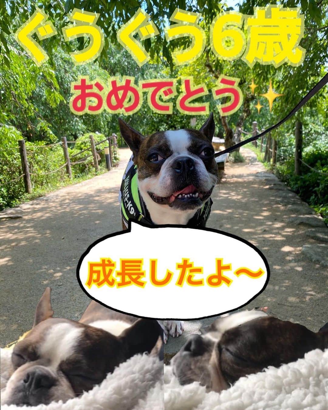 小谷昌太郎のインスタグラム：「うちの可愛い可愛い赤ちゃんが6歳になりました！！ こっちゃんみたいに長生きしてほしいです！ いつも甘えん坊の可愛子ちゃん 今日はステーキ🥩にケーキやでー🍰」