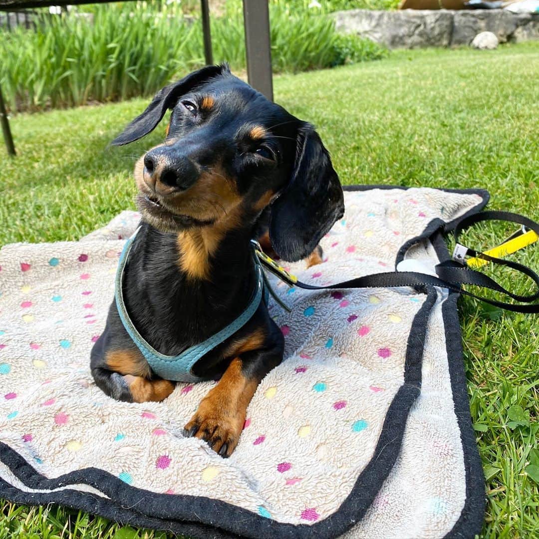 Crusoe the Celebrity Dachshundのインスタグラム：「“I’m back. It’s my first morning home after being discharged from the hospital yesterday evening. I’m feeling okay - but have definitely been craving some warm sunshine! I still have a few weeks to go of careful recovery, and I will be sure to milk it for everything I can. Thanks to all my incredible fans out there who have sent me positive wishes, prayers, and vibes. It’s pretty amazing how many families I feel apart of ❤️」