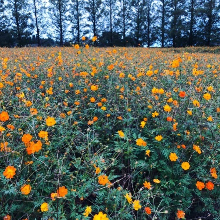 RUUNAさんのインスタグラム写真 - (RUUNAInstagram)「. . 一昨年の生駒高原コスモス祭りの写真🌼 台風明けだったから 所々倒れちゃってたけど それ以上に一つ一つが綺麗な色で見てて元気になる お気に入り写真🧡 . . #kolme #flower #orange #yellow #power #happy #lucky #color #vitamincolor  #miyazaki #ikomakougen  #cosmos #like #love #phot #favorite  #宮崎 #生駒高原  #生駒高原コスモス祭り  #コスモス #花 #オレンジ #イエロー  #ビタミンカラー #ハッピー #お気に入り #写真」6月7日 17時11分 - ruuna_kolme