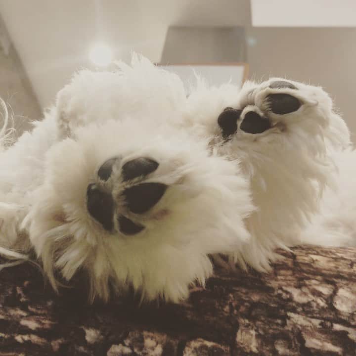北山陽一のインスタグラム：「にくきう。#きたやまおもち」