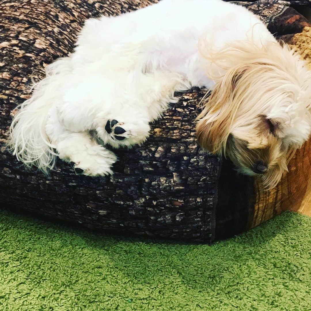 北山陽一のインスタグラム：「心配してたけど、落ちなかった。#きたやまおもち」