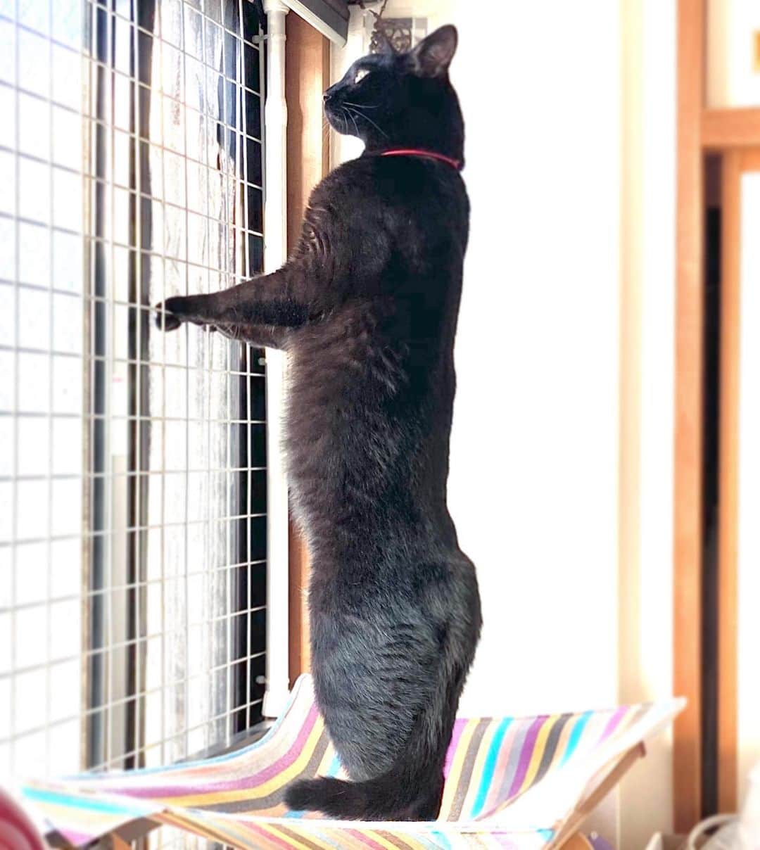 しおやてるこさんのインスタグラム写真 - (しおやてるこInstagram)「姿勢が良いネコチャン #黒猫 #猫背とは…？」6月7日 17時17分 - shiochin1129