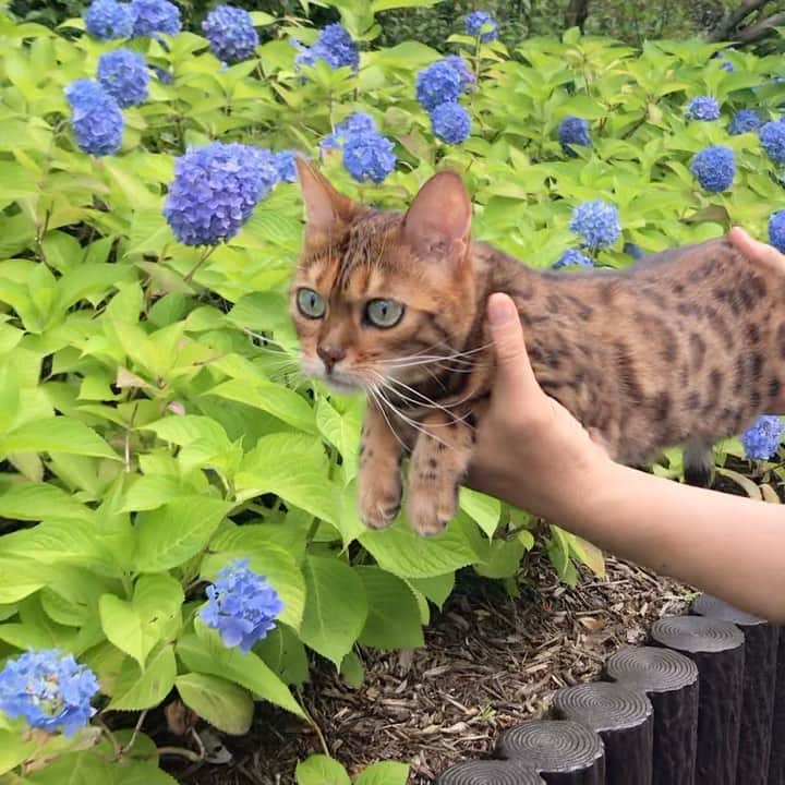 なつこのインスタグラム：「Flying Natsuko ✈️ ♪never ending story〜♪😹 ・  #なつこ #なっちゃん #なつこさん  #ペコねこ部 #みんねこ #picneko #猫と暮らす #猫のいる暮らし #instacat #catstagram #catlife #catlover #ilovecat #topcatphoto #catsofinstagram #bestmeow #ねこ部 #ふわもこ部 #にゃんだふるらいふ #にゃんすたぐらむ #ねこすたぐらむ #hikingcat #AdventureCats #adventurecat #猫散歩 #散歩猫 #猫動画 #catvideo #catmovie #flyingcat」