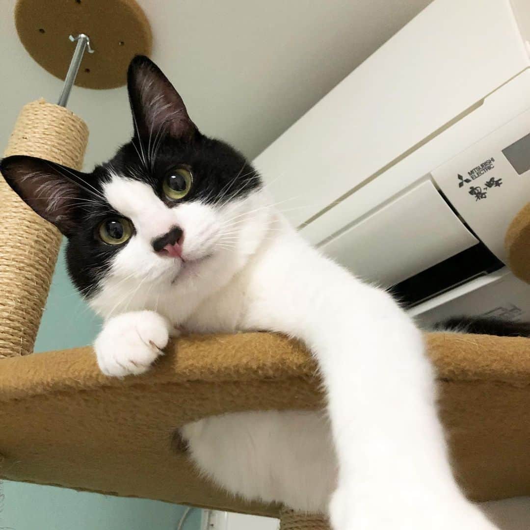 ぽんずのインスタグラム：「パンチしたあとと引いたあと  #ねこ#猫#cat#猫好き#親バカ#はちわれ#ハチワレ#はちわれ猫#ハチワレ猫#白黒猫部#にゃんすたぐらむ#ilovecat#猫大好き#うちの猫自慢#白黒猫 #我が家のぽんずくん #ちゅーちゅー妖怪」