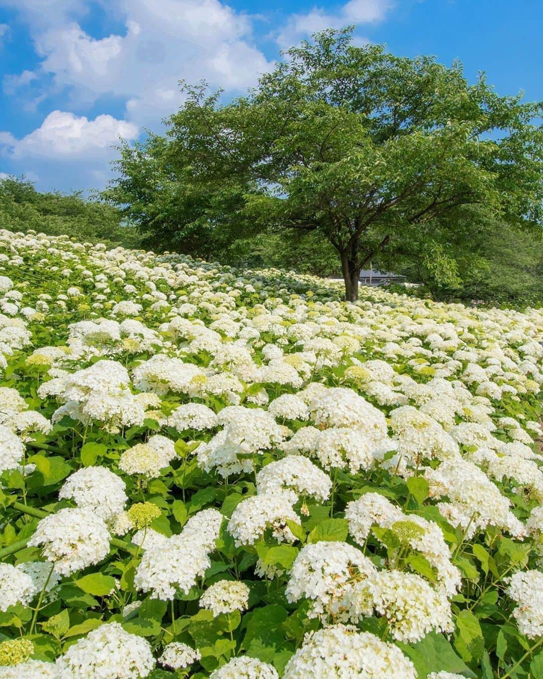 楽天トラベル さんのインスタグラム写真 - (楽天トラベル Instagram)「こんにちは😊 今日は真っ白な #あじさい が咲く絶景スポットをご紹介します。 ーーーーーーーーーーーーーー 📍#幸手権現堂堤（埼玉県幸手市） ーーーーーーーーーーーーーー 春は桜の名所としてにぎわう幸手権現堂堤（県営権現堂公園）。 6月には100種16,000株もの紫陽花が咲き誇ります。中でも白い紫陽花 #アナベル の群生はまるで雪山のようで圧巻の美しさです。 ーーーーーーーーーーーーーー ◆埼玉県幸手市内国府間 ◆東武幸手駅から朝日バス五霞町役場行きで約15分、権現堂下車すぐ ーーーーーーーーーーーーーー 📸Photo by @sora111128  みなさんの #次の旅先リスト もぜひ教えて下さいね ーーーーーーーーーーーーーー 旅先で出会った美しい風景や素敵な旅館などを  #rakutentravel を付けてぜひシェアしてください😊 このアカウントでご紹介させていただきます💗 ーーーーーーーーーーーーーー  #楽天トラベル #旅行好きな人と繋がりたい #旅したくなるフォト #旅行 #国内旅行 #おうちで旅体験 #旅行好き #旅行好きと繋がりたい #travel #trip #japan #絶景 #日本の絶景 #日本の風景 #はなまっぷ #花マップ #花 #花畑 #紫陽花 #アジサイ #幸手権現堂」6月7日 18時00分 - rakutentravel