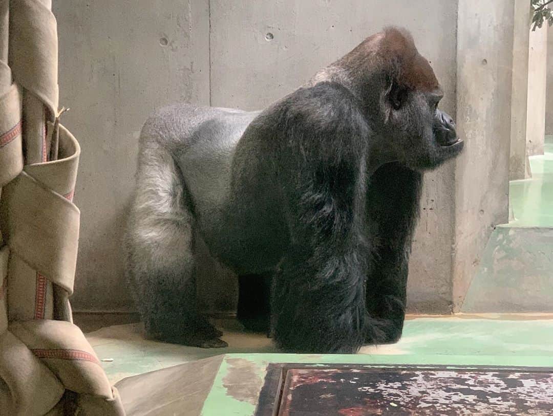 加藤千暁さんのインスタグラム写真 - (加藤千暁Instagram)「最近さくらちゃんはゴリラが好きになったのでモンキーパークへ🦍💗 本とリアルは違った笑笑 そして暑すぎた🥵 #モンキーパーク#ゴリラ#リアルはまだでした#また挑戦しよう #gorilla」6月7日 18時09分 - chiaki525