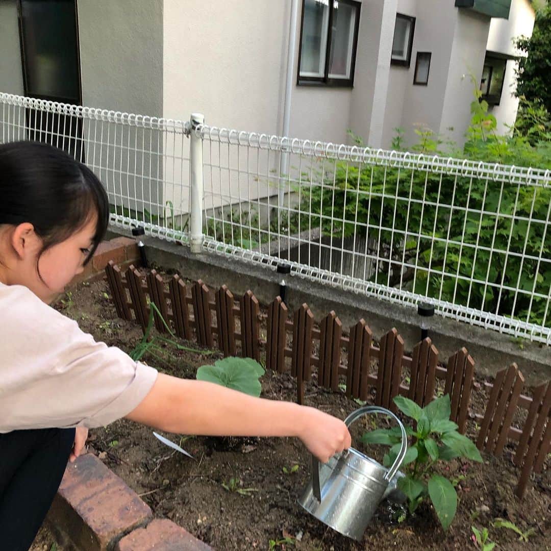 enakimuraのインスタグラム：「長女の仕事☺️ 家庭菜園なう。今は南瓜とピーマンだけだけど、もっと増やしたいな〜😆」
