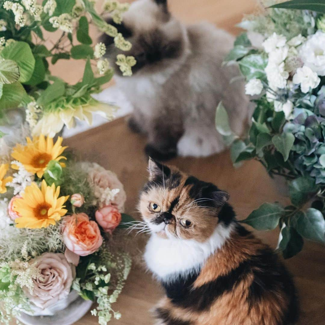 清水桜子さんのインスタグラム写真 - (清水桜子Instagram)「たくさんのお花をいただいて、部屋がまるで森のようだよ、ふくさん。 たまには、めめ&のん女子チームをごまと一緒に見守ってやってね。」6月7日 19時08分 - sakuracos