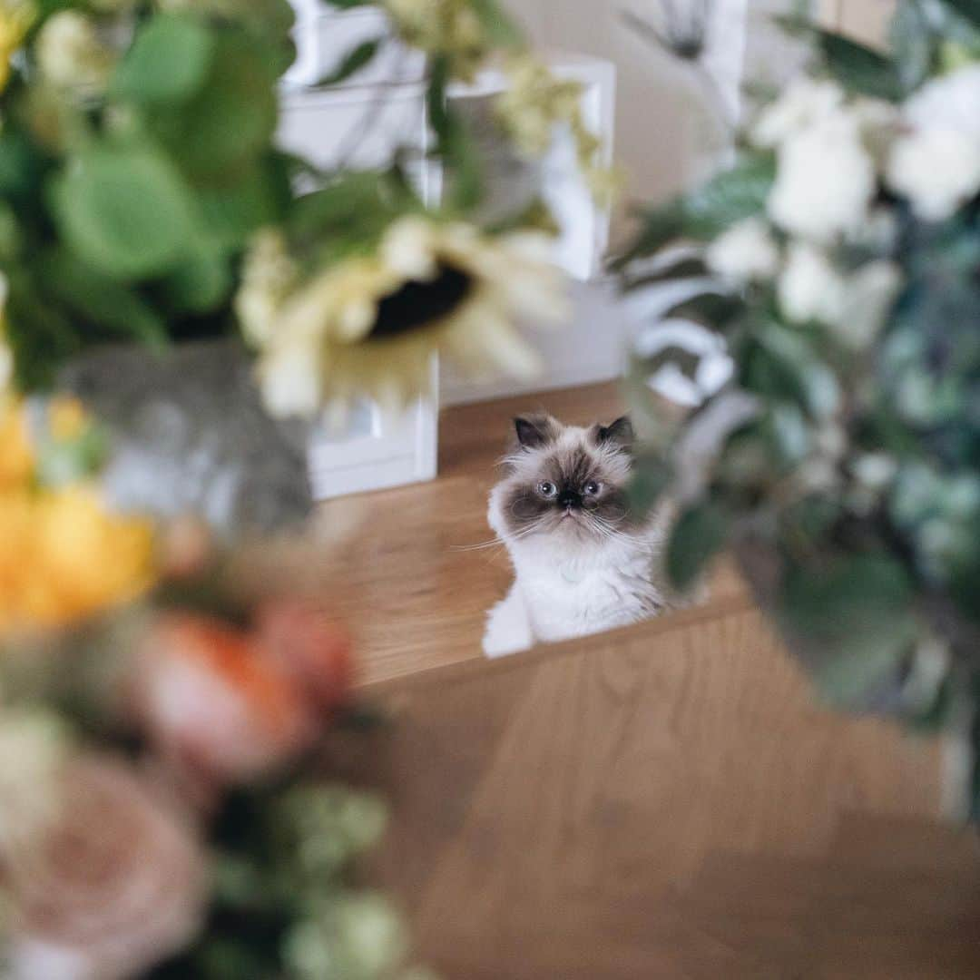 清水桜子さんのインスタグラム写真 - (清水桜子Instagram)「たくさんのお花をいただいて、部屋がまるで森のようだよ、ふくさん。 たまには、めめ&のん女子チームをごまと一緒に見守ってやってね。」6月7日 19時08分 - sakuracos