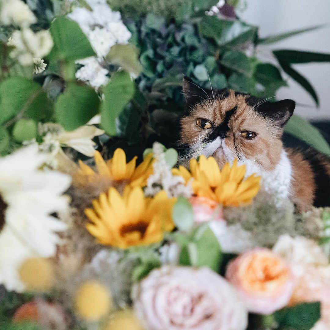 清水桜子さんのインスタグラム写真 - (清水桜子Instagram)「たくさんのお花をいただいて、部屋がまるで森のようだよ、ふくさん。 たまには、めめ&のん女子チームをごまと一緒に見守ってやってね。」6月7日 19時08分 - sakuracos